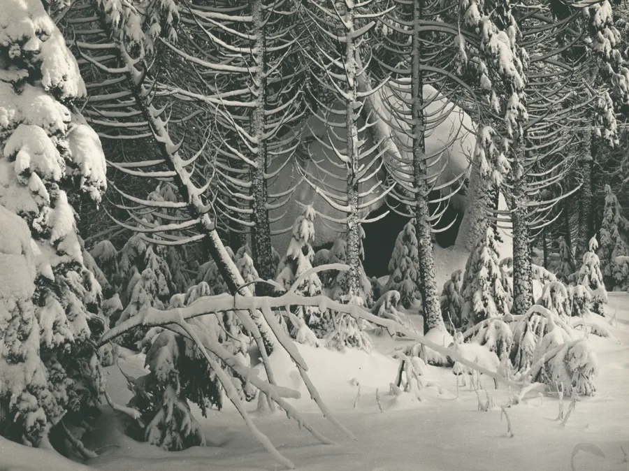 Trees in Snow, Yosemite